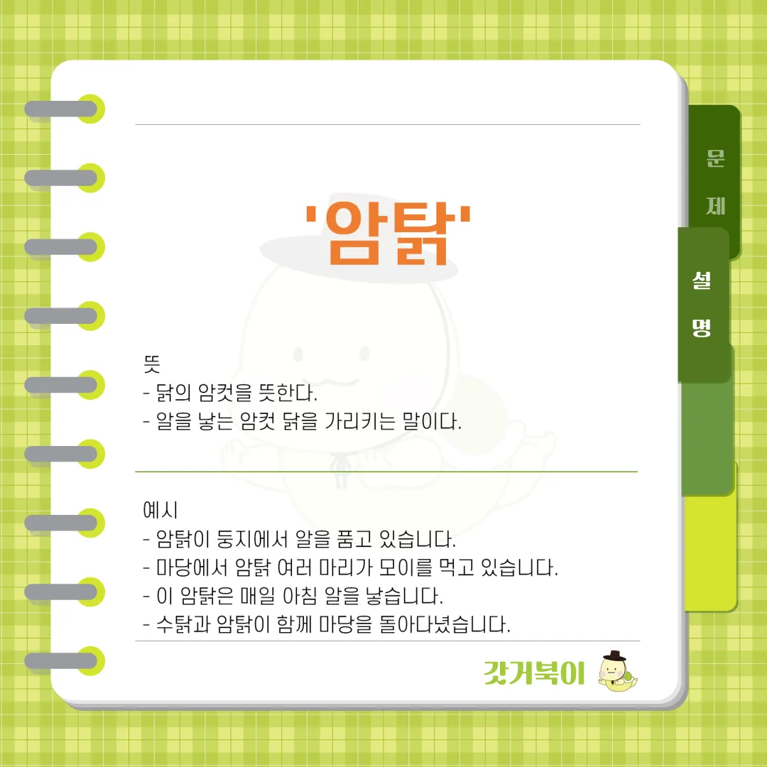암닭 vs 암탉 설명 이미지