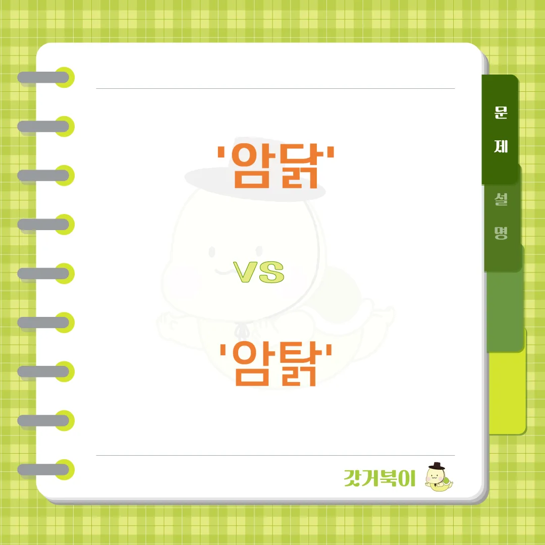 암닭 vs 암탉 문제 이미지