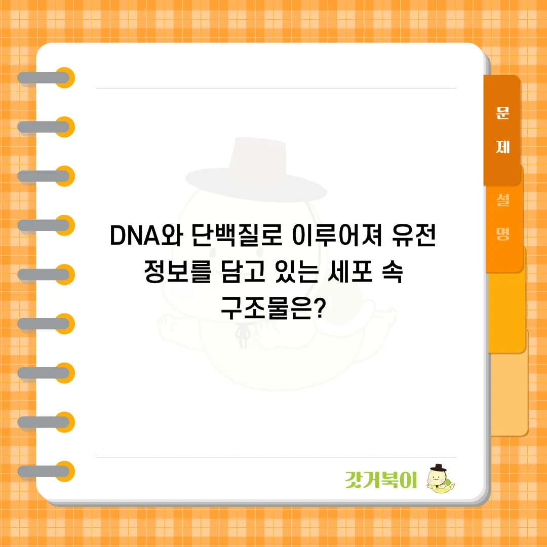 DNA와 단백질로 이루어져 유전 정보를 담고 있는 세포 속 구조물은? 문제 이미지