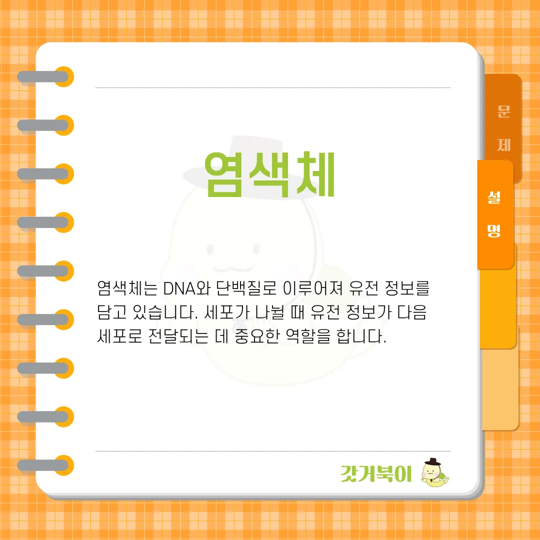 DNA와 단백질로 이루어져 유전 정보를 담고 있는 세포 속 구조물은? 설명 이미지
